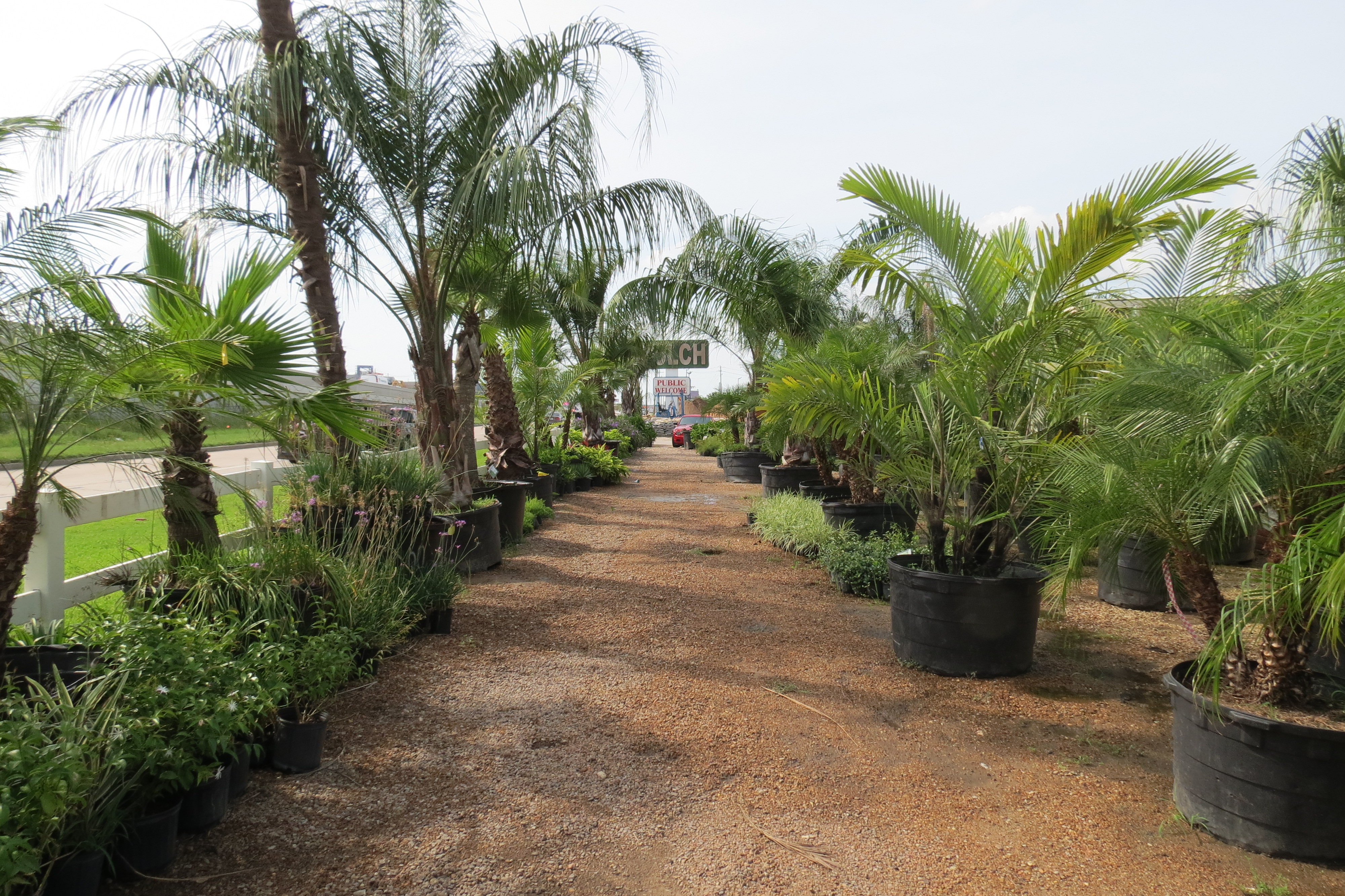 Some of Our Trees